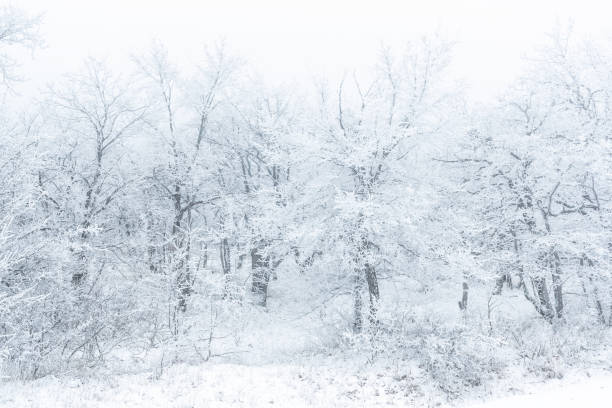 istock Frozen bare trees covered with frost, winter scene 1303508367
