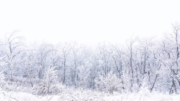 istock Frozen bare trees covered with frost, winter scene 1303508487