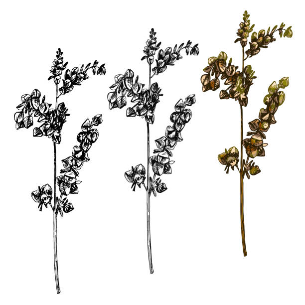 istock Ears and grain of buckwheat. Vector color vintage hand drawn hatching illustration 1303510270