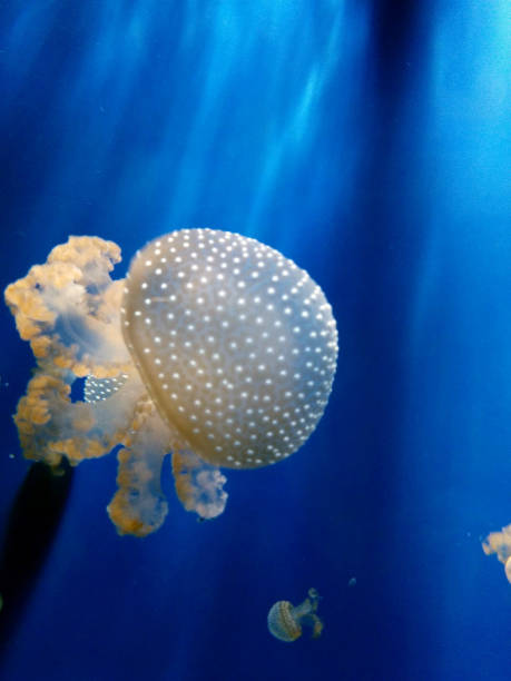 istock Close-up of jellyfish 1303511003