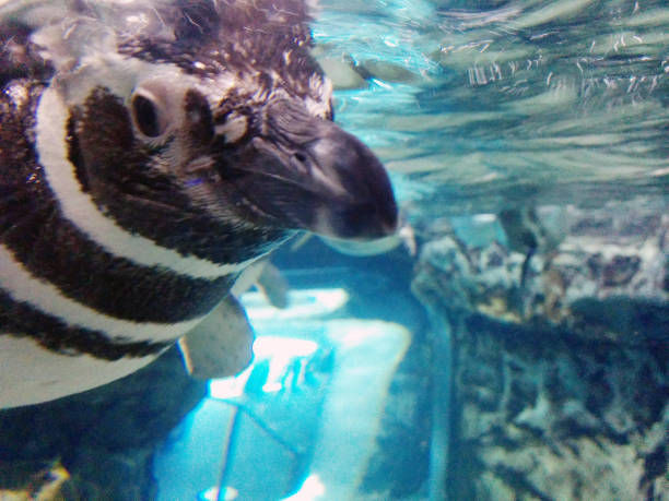 pingüino en el acuario de génova - nobody beak animal head penguin fotografías e imágenes de stock