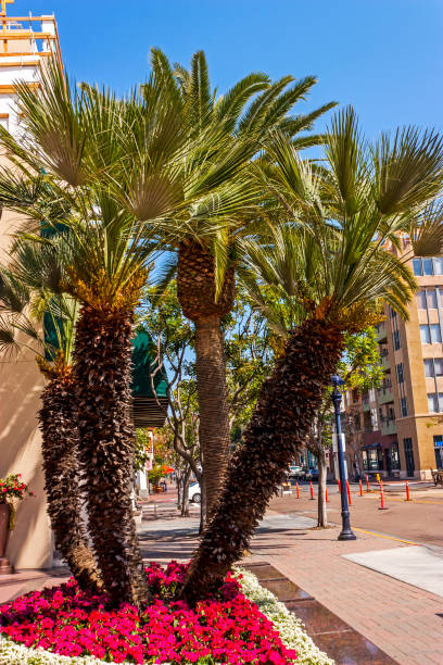 istock Palms trees in the city San Diego. 1303511093