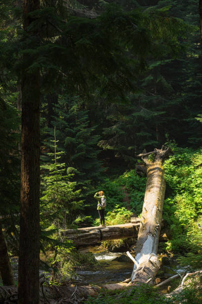 A Lone Hiker Looks Off Into the Distance from a Bridge Above a River in Oregon A lone hiker gazes towards the shining sun from atop a fallen tree in Oregon. cascade range photos stock pictures, royalty-free photos & images