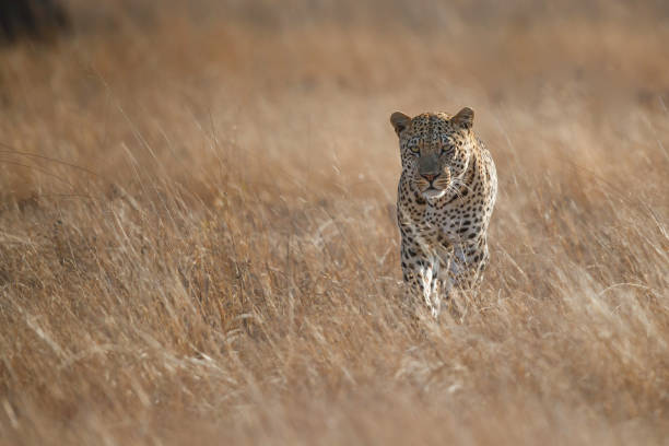 istock Leopard in Sabi Sands Game Reserve 1303513104