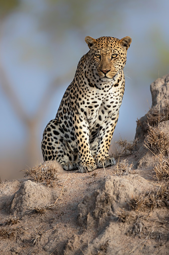 Leopard male sitting on a termite hill in a Game Reserve in the Greater Kruger Region in South Africa