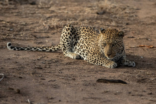 istock Leopard in Sabi Sands Game Reserve 1303513182
