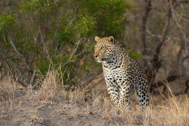 istock Leopard in Sabi Sands Game Reserve 1303513191
