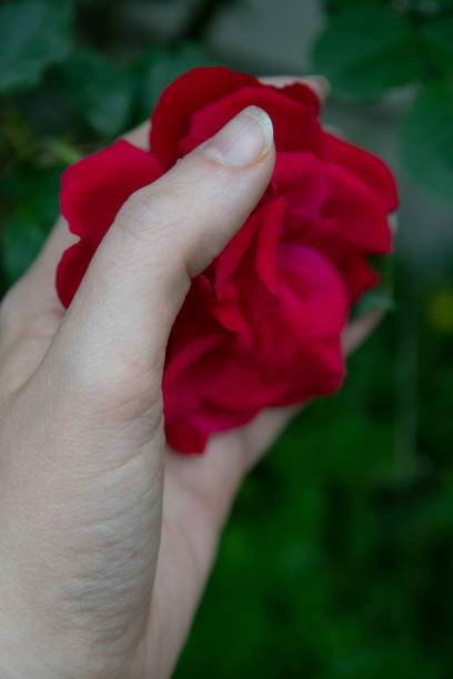 istock Red rose in a garden 1303513703