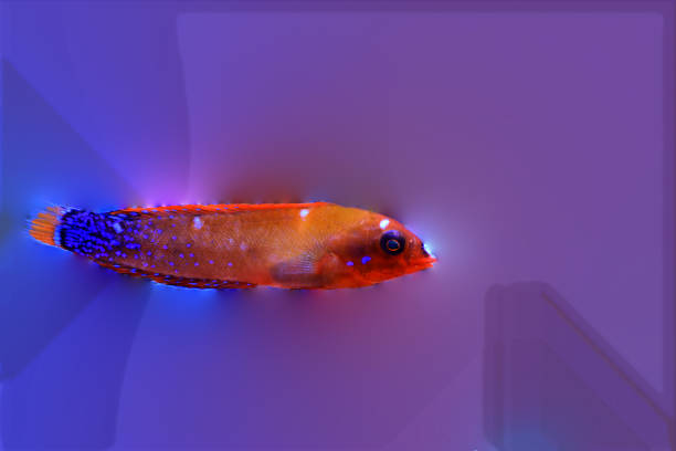 istock Red Coris African Wrasse - (Coris gaimard) 1303513810