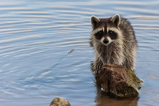 a Raccoon hunts for food in a marsh near the Gulf Coast of Texas
