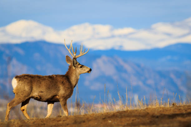 istock Statuesque 5-pointed buck against snowy Rocky Mountains 1303513954