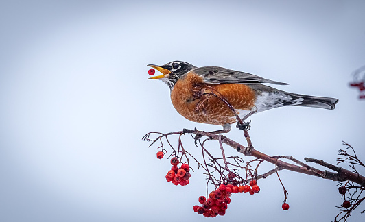 An American Robin feeds on mountain ash berries.