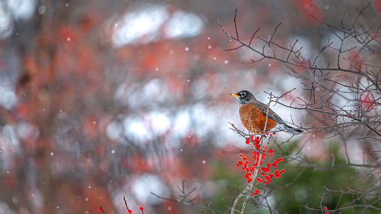 A beautiful Robin in winter in Scotland
