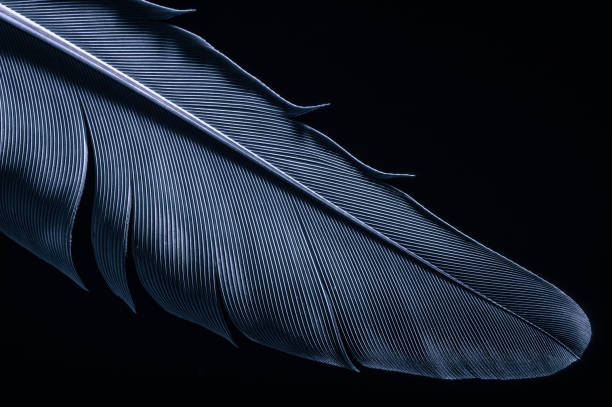 istock Fragment of bird's feather 1303516251