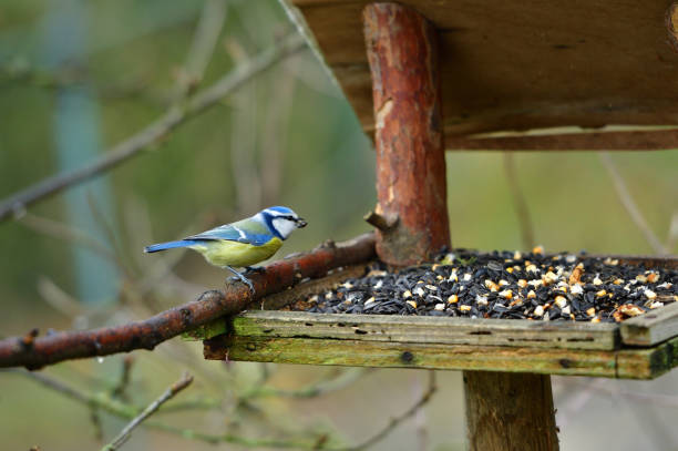 istock Eurasian blue tit sitting on a feeder rack with sunflower seeds for feeding 1303516921