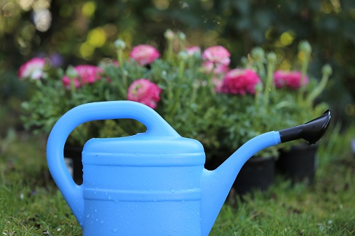 Floriculture .Ranunculus flowers and blue watering can. Growing buttercups. Spring flowers. Spring garden work.