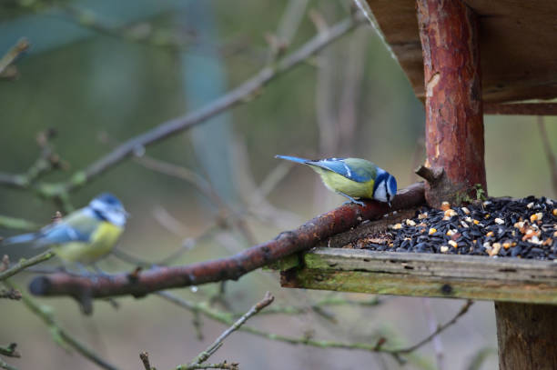 istock Great and blue titmouse eating on a feeder rack with sunflower 1303517004