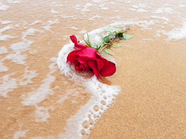 rosa roja en la playa cerca del océano - lost beach fotografías e imágenes de stock