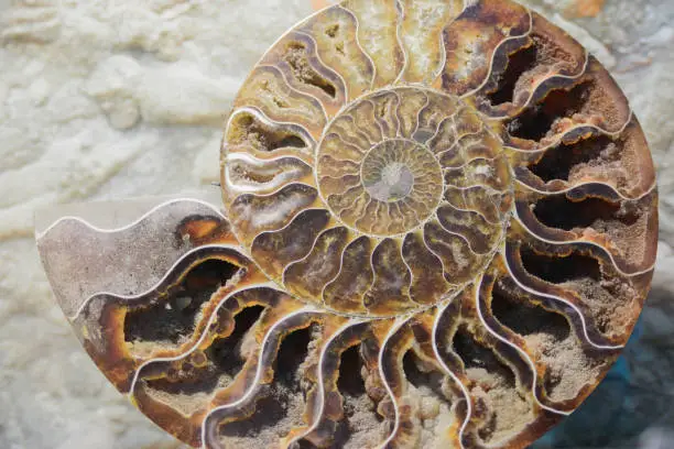 old fossil of spiral mollusk on seabed, close-up horizontal stock photo image background