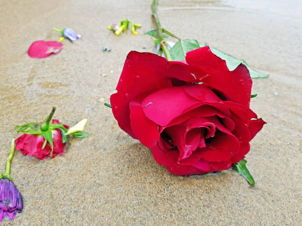 istock Red rose at the beach near the ocean 1303517613