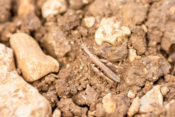 Brown Common Field Grasshopper on brown soil