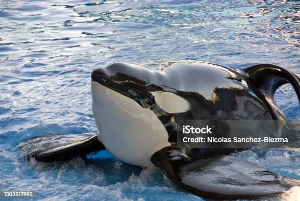 Orca During Her Show Stock Photo - Download Image Now - Killer Whale, Feeding, Animals In Captivity