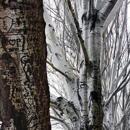 Close-up of messages left on the bark of trees