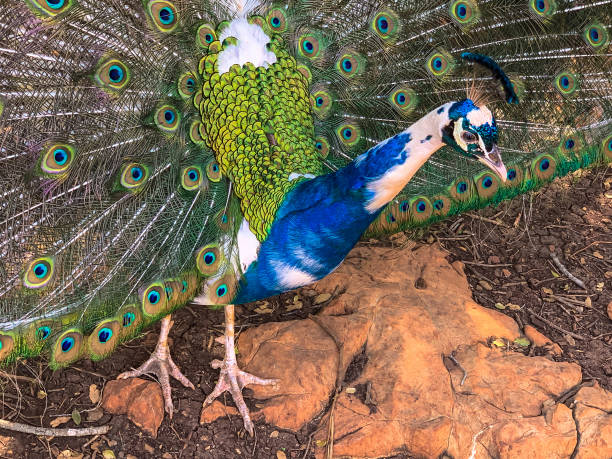 istock Male peacock, which has very long tail feathers that have eye-like markings 1303518597