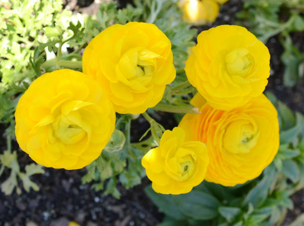 istock Beautiful Spring Yellow Ranunculus asiaticus Flower 1303518893