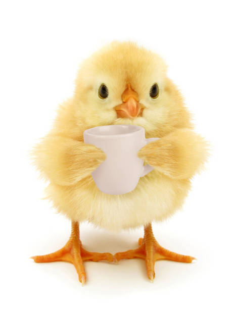 Cute chick with cup of coffee conceptual photo isolated on white background stock photo