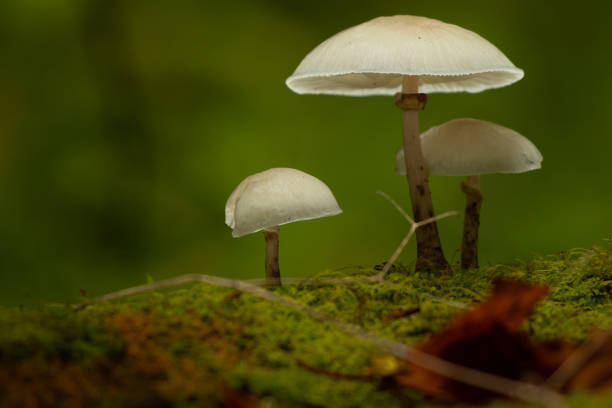 istock mushrooms on a tree in autumn 1303518934