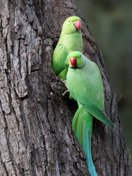 Pair of Rose-ringed Parakeets at a Nest A Pair of Rose-ringed Parakeets (Psittacula krameri) at a nest parrot photos stock pictures, royalty-free photos & images