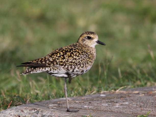 istock Pacific Golden Plover on One Leg 1303520322