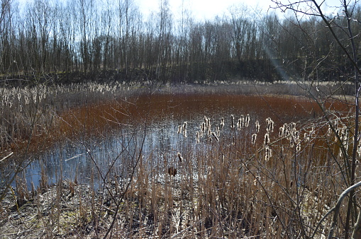 Terril du Pétria located in Hainaut, there are bodies of water, a landscape with rich fauna and several species of amphibians. This site offers us reeds, reed beds, ponds and old shale washing basins. there are bodies of water, a landscape with rich fauna and several species of amphibians. This site offers us reeds, reed beds, ponds and old shale washing ponds.