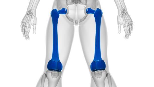 istock Human skeleton anatomy Femur Bone 3D Rendering 1303522807
