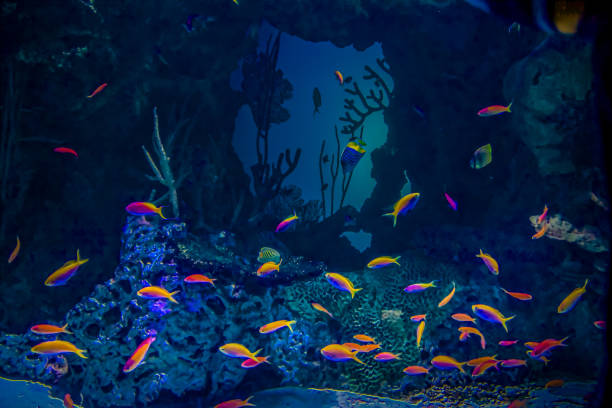 aquarium life - jellyfish translucent sea glowing stock-fotos und bilder