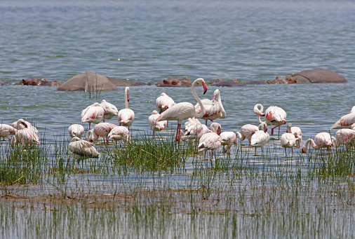 Greater Flamingo (Phoenicopterus roseus) group in shallow water with Lesser Flamingos and Hippopotamus