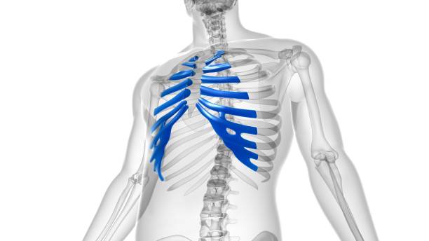 istock Human skeleton anatomy Costal Cartilage 3D Rendering 1303523618