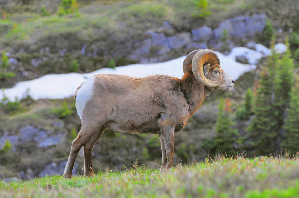 istock Goat in the mountain meadow. Alberta. 1303523844