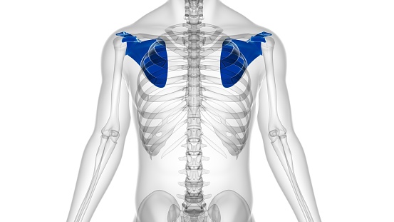 Human skeleton anatomy Scapula Bone 3D Rendering For Medical Concept