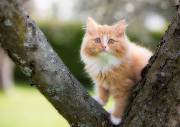 Cute kitten of Norwegian Forest Cat breed, climbing a Treet