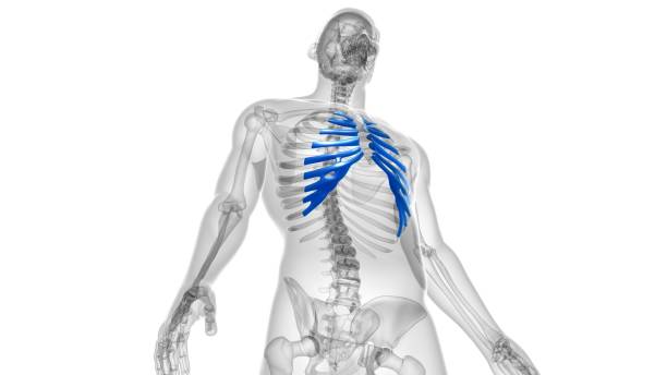 istock Human skeleton anatomy Costal Cartilage 3D Rendering 1303524935