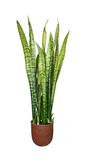 istock Green sansevieria in a clay pot 1303525476