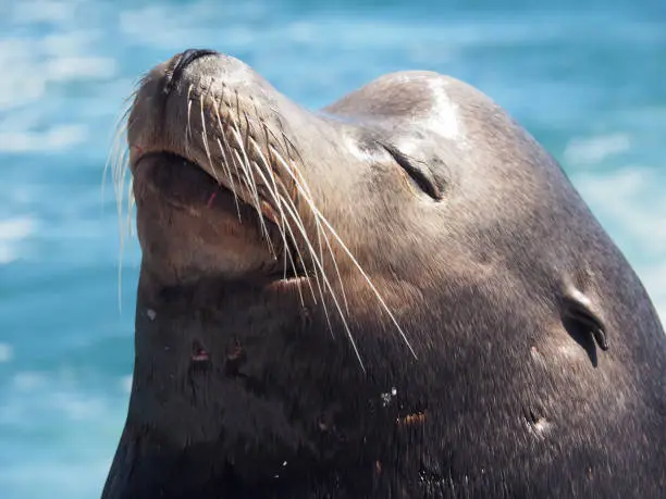 Photo of California sea lion Zalophus californianus basking in sunshine, closeup