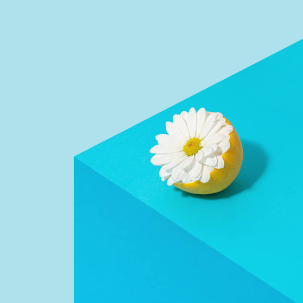 istock Trendy isometric composition with lemon sliced in half and white daisy flower on geometric blue colored background. 1303526734
