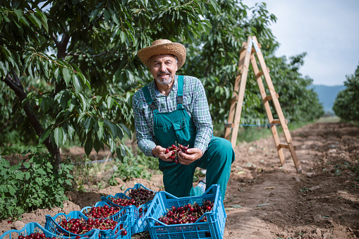 Portrait of a senior farmer in cherry orchard.