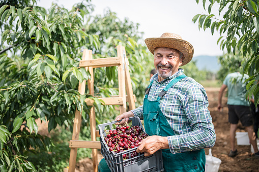 Portrait of a smiling senior farmer harvesting cherries in orchard.
