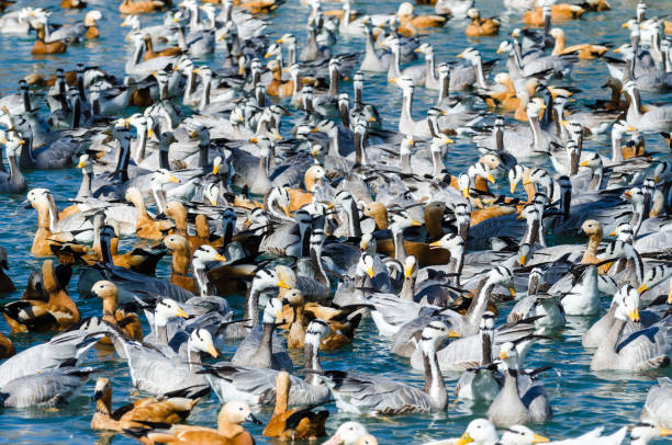 Raft of bar-headed geese and ruddy shelducks in Zongjiao Lukang park, Lhasa Big raft of bar-headed geese and ruddy shelducks bar headed goose anser indicus stock pictures, royalty-free photos & images