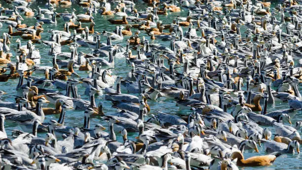 Big raft of bar-headed geese and ruddy shelducks