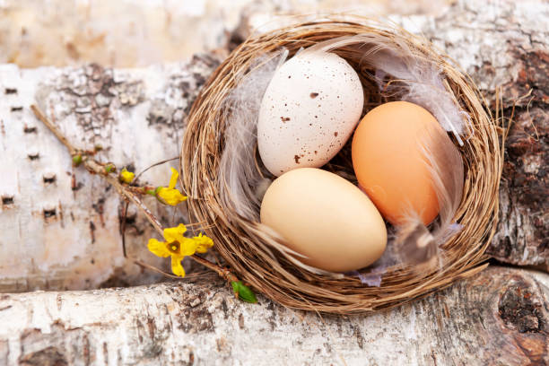 dekoracja wielkanocna - gniazdo z jajkami na drewnianym tle brzozy - enclose zdjęcia i obrazy z banku zdjęć